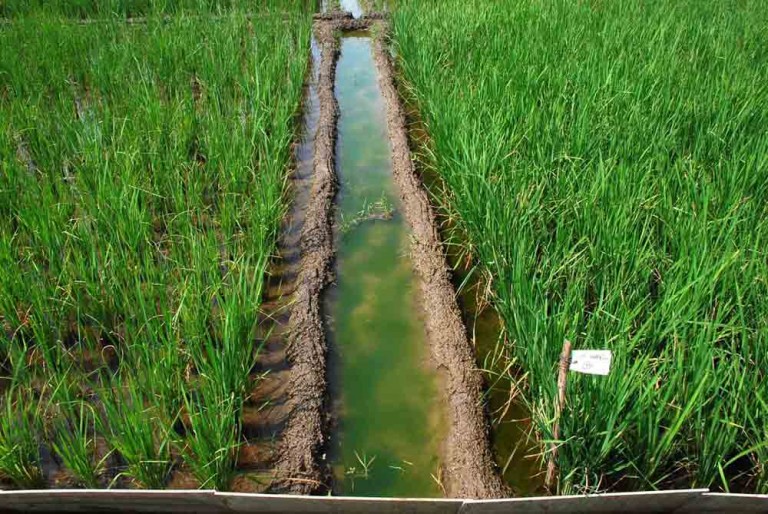 Irrigation in Sambalpur by 8 mega projects