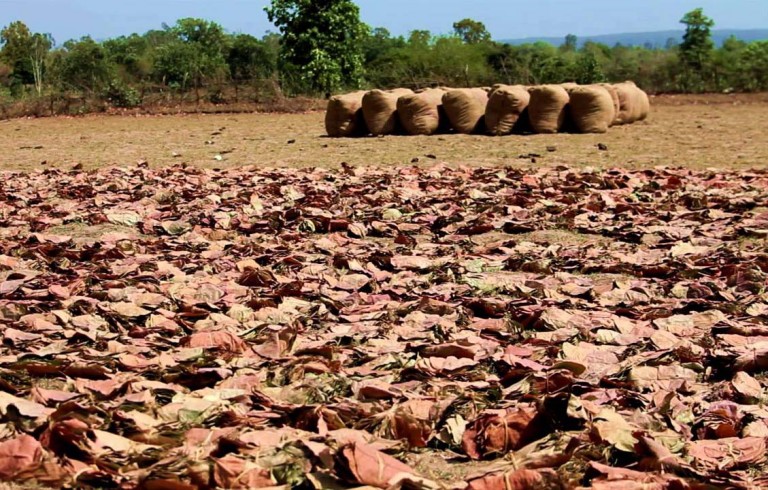 Tendu leaf worker exploited in Gaisilat