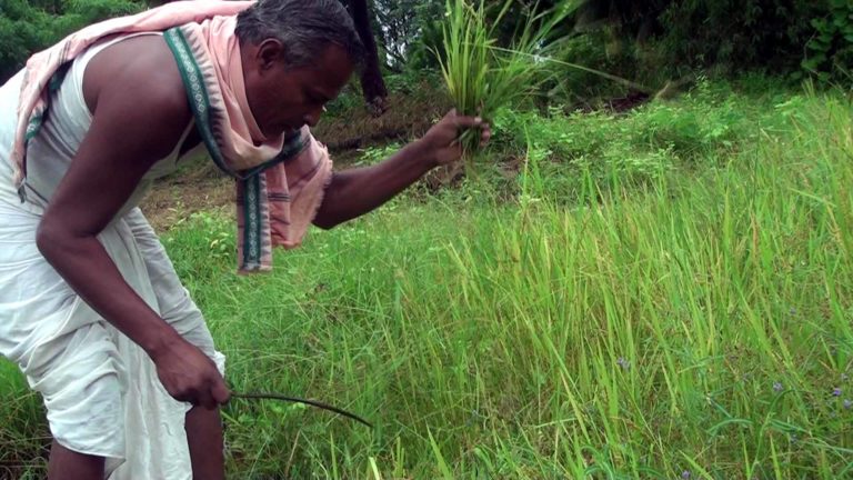 Nuakhai: festival of worship of food grain