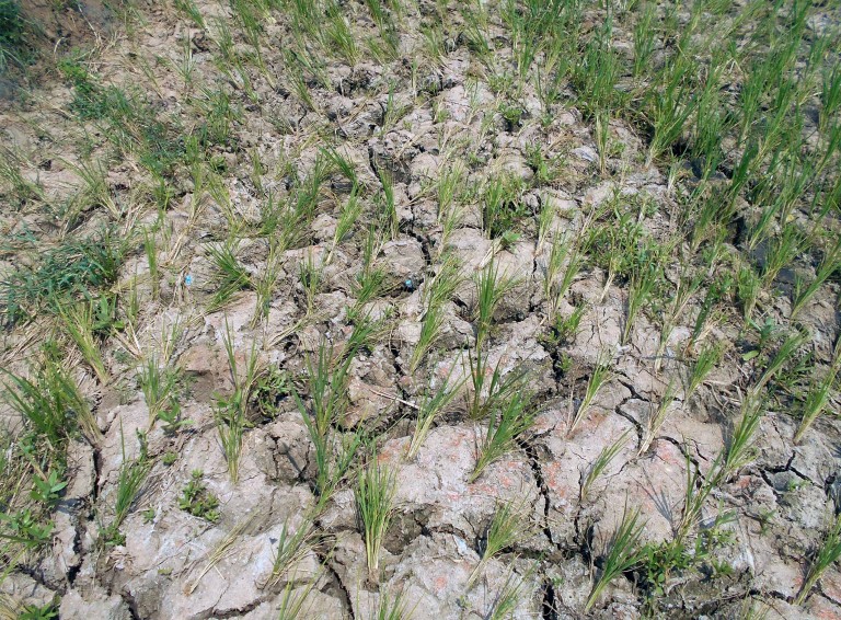 Drought going to hit Bargarh