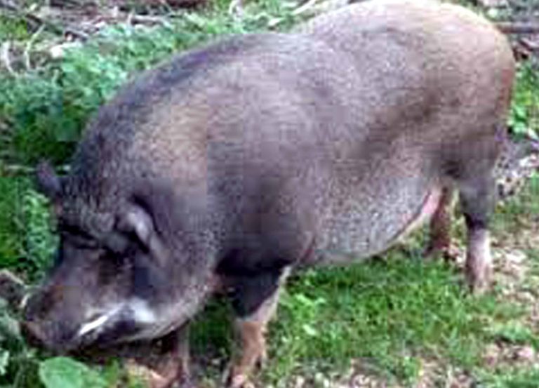 Ghusuri Puja at Kandhenbudhi_Dr Chitrasen Pasayat