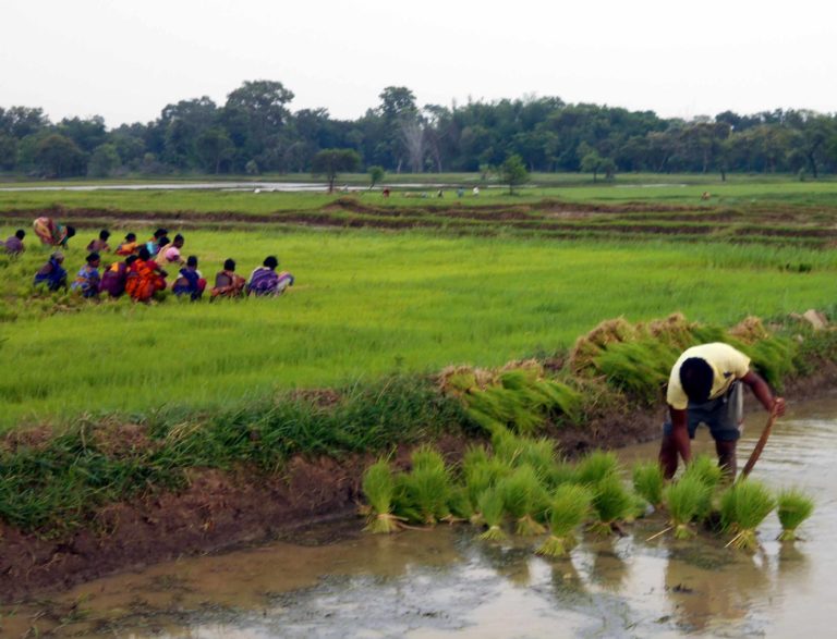 Few questions on farmer suicide in Odisha