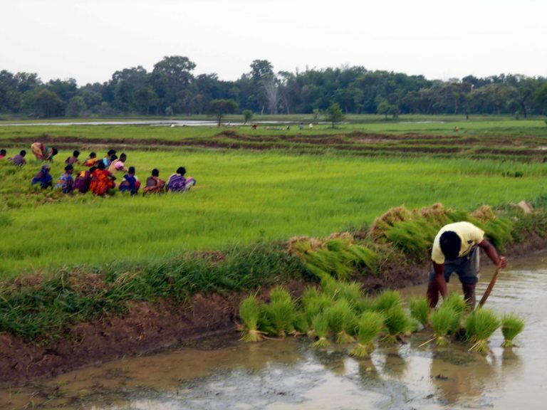 disparity-in-agricultural-productivity-in-western-odisha-odisha-watch