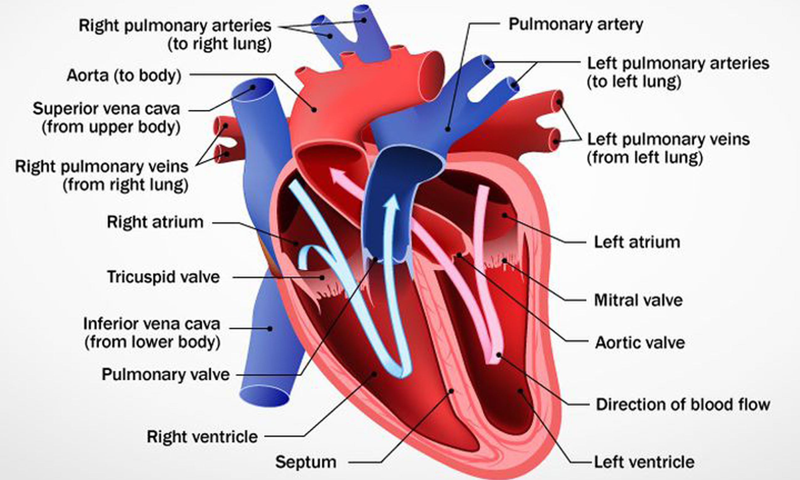 Легочная артерия это. Direction of the Heart. Working Heart. Cuspid Valve in the Heart.